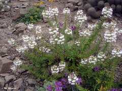 Cleome chilensis