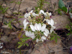 Cleome chilensis