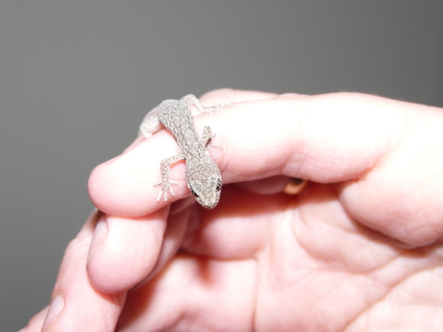 Homonota darwinii