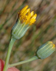 Senecio ruwenzoriensis