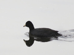 Fulica americana americana