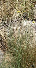 Senecio ruwenzoriensis