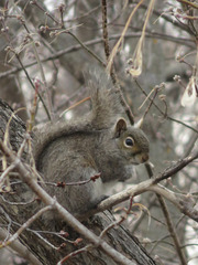Sciurus carolinensis