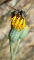 Senecio ruwenzoriensis