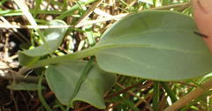 Senecio ruwenzoriensis