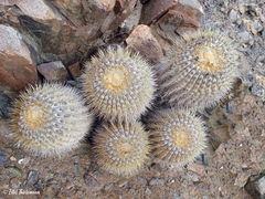 Copiapoa gigantea