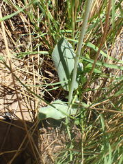 Senecio ruwenzoriensis