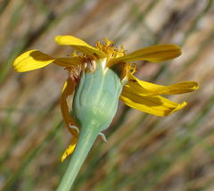 Senecio ruwenzoriensis