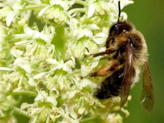Andrena nigroaenea