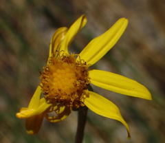 Senecio ruwenzoriensis