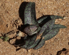 Colchicum circinatum