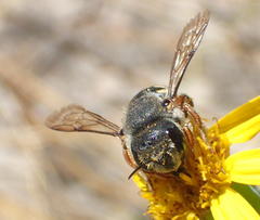 Senecio ruwenzoriensis