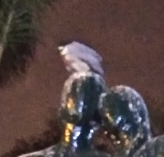 Nycticorax nycticorax