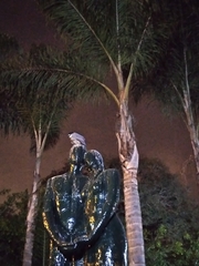 Nycticorax nycticorax