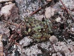 Heleophryne purcelli