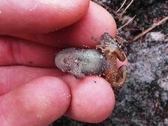 Heleophryne purcelli