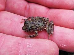 Heleophryne purcelli