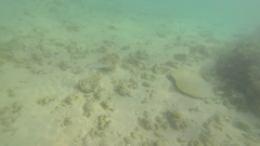 Parupeneus barberinus