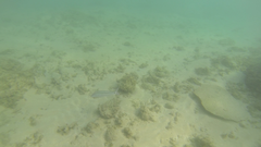 Parupeneus barberinus