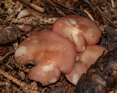Calocybe carnea