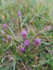 Gentianella uliginosa