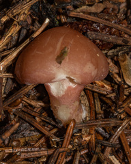 Calocybe carnea
