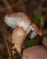 Calocybe carnea