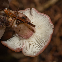 Calocybe carnea