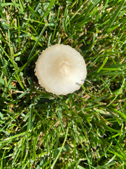 Fungi