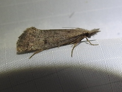 Acrolophus mortipennella