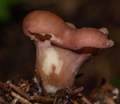 Calocybe carnea