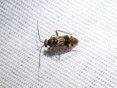 Eustictus