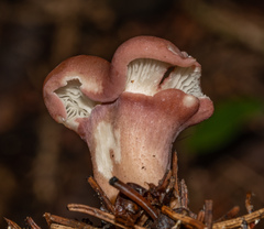 Calocybe carnea