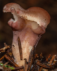 Calocybe carnea