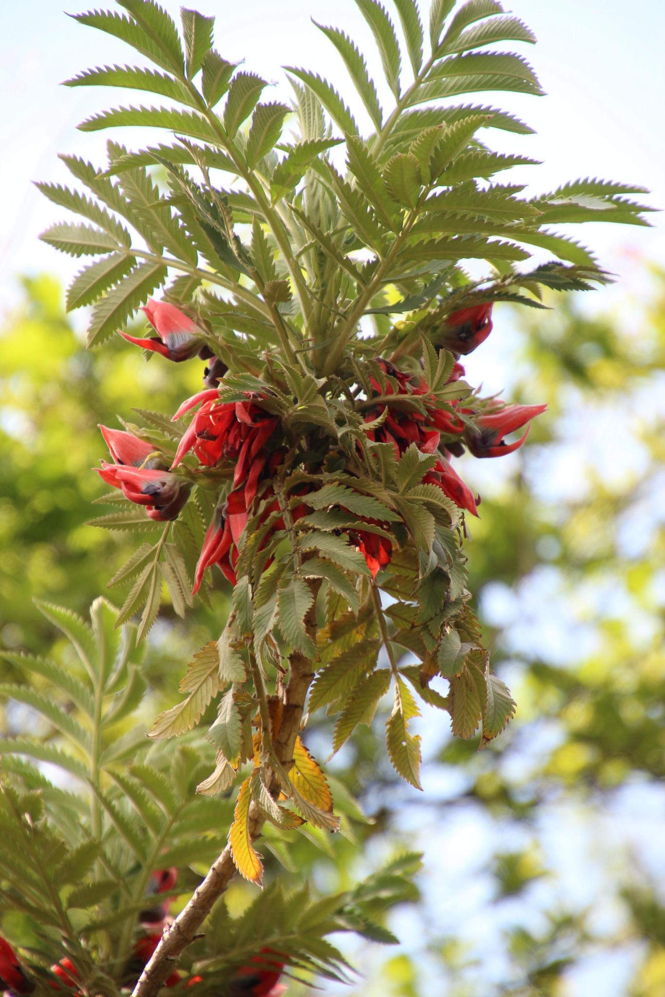 Red Honeyflower (Melianthus dregeanus)