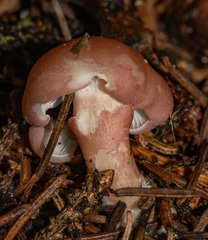 Calocybe carnea
