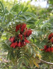 Melianthus dregeanus insignis
