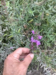 Lythrum salicaria
