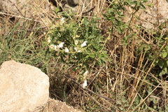 Chamaecytisus prolifer