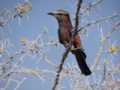 Coracias naevius mosambicus