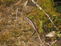 Trachylepis sechellensis