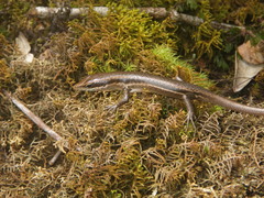 Trachylepis sechellensis