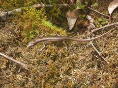 Trachylepis sechellensis