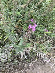 Lythrum salicaria