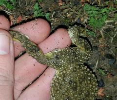 Vandijkophrynus angusticeps