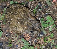 Vandijkophrynus angusticeps