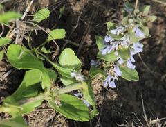 Ajuga ophrydis