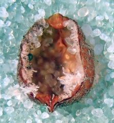 Parthenolecanium quercifex