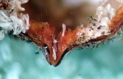 Parthenolecanium quercifex
