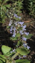 Ajuga ophrydis